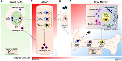 Factors Affecting Early Antibody Secreting Cell Maturation Into Long-Lived Plasma Cells